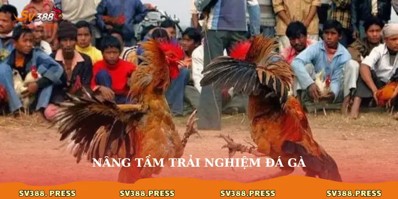 đá gà 360