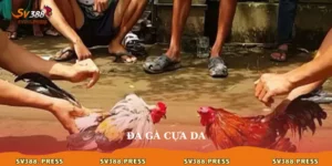 Đá gà cựa dao
