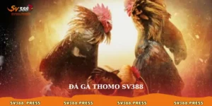 Đá gà Thomo