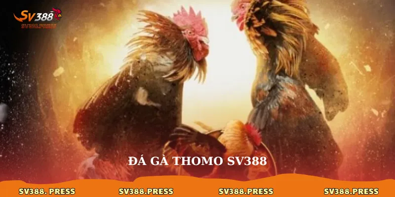 Đá gà Thomo