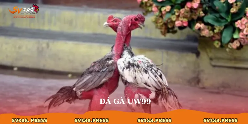 da-ga-uw99